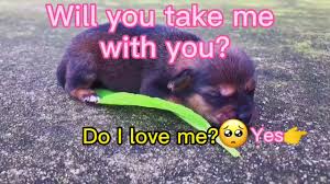 Discover Peter Do You Love Me S Popular Videos Tiktok
