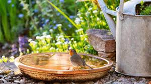 I'm not sure i've spotted a finch in the garden ever. How To Attract Birds To Your Garden Woodland Trust