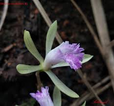 Image result for Nervilia crociformis