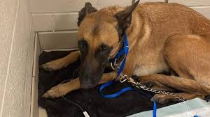 Fundraiser by Anne-Marie Pare : Helping Bosco