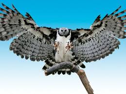 Birds Of Prey Pictures And Names Can You Name All The Bird Species With Images Harpy Eagle Birds Rainforest Animals