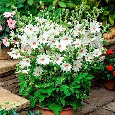 Buschmalve Barnsley Baby Im Ca 9 Cm Topf Online Kaufen Bei Gartner Potschke Stauden Garten Pflanzen Winterharte Blumen