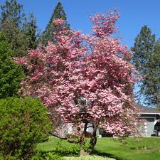 Its average texture blends into the landscape, but can be balanced by one or two finer or coarser trees or shrubs for an effective composition. Buy Affordable Pink Dogwood Trees At Our Online Nursery Arbor Day Foundation Buy Trees Rain Forest Friendly Coffee Greeting Cards That Plant Trees Memorials And Celebrations With Trees And More