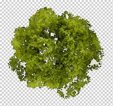We always upload highr definition png pictures. Herbe Verte Arbre Plan Verts Pelouse Feuille Plante Legume Feuille Png Klipartz
