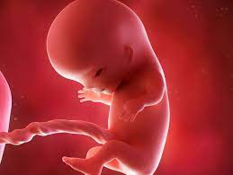 Le foetus se meut continuellement, mais la mère ne peut 4. 3 Mois De Grossesse Pour Bebe L Embryon Devient Foetus Doctissimo