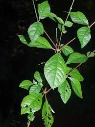 Image result for Cyathula