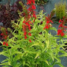 Image result for Lobelia flaccida