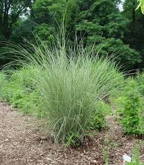 Image result for Miscanthus sinensis