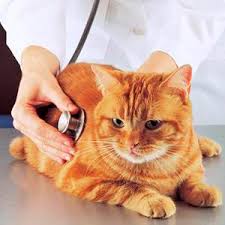 krovotechenie iz nosa u koshek prichiny lechenie epistaksisa u koshek v moskve veterinarnaya klinika zoostatus