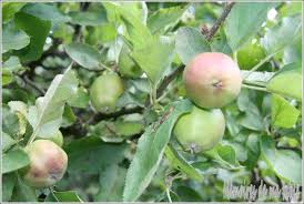 Jus De Pommes Vertes Ou Comment Extraire La Pectine Naturelle Memoires De Ma Table Pectine De Pomme Pomme Pomme Verte