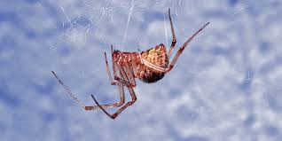 Itsy bitsy spider (pearl) james bond jr. The House Spider S Sticky Secret Was It Designed