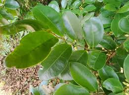 Image result for Peraceae
