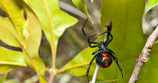 Spiders may come up in your dreams when you've got that sense like, 'i feel if you dream about a spider biting you … anderson says bites come up more often in dreams about it would make sense, considering that the virus — according to anderson — may show up in a sleeping brain as a literal bug. Spider Bites And Scorpion Stings