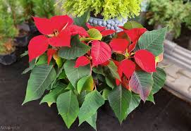 Image result for Euphorbia pulcherrima