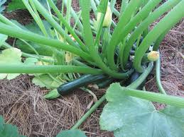 Male flowers stand tall and. Squash Vine Borer A Naturalist S Table