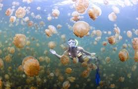 Kakaban Island Derawan Archipelago Stingless Jellyfish Menyelam Indonesia Taman Nasional