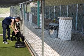In the video you can see how lions and tigers play with. Sa Pets Alive Loses Adoption Facility Animal Defense League To Take Over