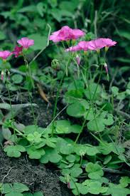 Image result for Oxalis latifolia