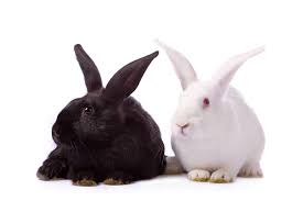 Image result for RABBIT