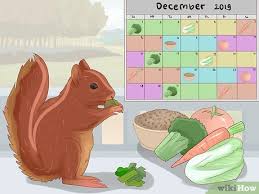 Maybe you would like to learn more about one of these? How To Feed A Baby Squirrel 15 Steps With Pictures Wikihow