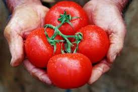 fertilizer for tomato plants