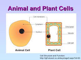 We did not find results for: Cell Structure And Organisation