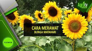 Himawari no yakusoku (ひまわりの約束）storyline:it's 2019. Cara Merawat Bunga Matahari Youtube