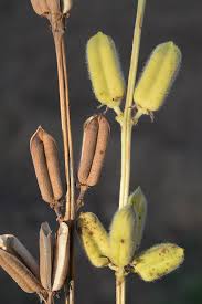 Image result for Sesamum