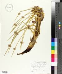 Image result for Afroligusticum runssoricum