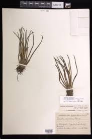 Image result for Isoetes alstonii