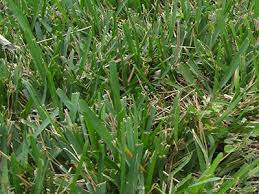 Augustine like palmetto or citrablue. St Augustine Grass Gardening Solutions University Of Florida Institute Of Food And Agricultural Sciences