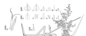 Image result for Scleria catophylla