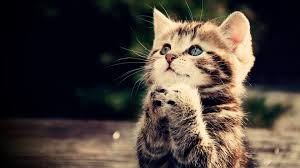 Image result for wallpaper background funny animals