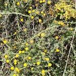 Image result for Pentzia incana