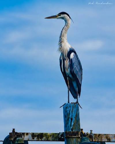 Looks plain… almost invisible. Until it moves. The pond heron is a master  of stillness — blending so perfectly into its surroundings that you'll walk  right past it. But in a split