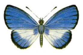 Image result for Psychotria bugoyensis