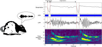 Последние твиты от vcs kusus cewe sange (@vcshott). New Insights From 22 Khz Ultrasonic Vocalizations To Characterize Fear Responses Relationship With Respiration And Brain Oscillatory Dynamics Eneuro
