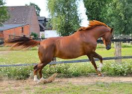 Horse chestnuts and ergots are normal, healthy growths found on most horse's legs. Are Chestnuts Really More Badly Behaved Than Other Horses