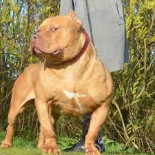 Monster One Of The Best Dogs Ever We Will Be Breeding This Boy Soon Hit Us Up For Info Contact Me For Info About Pups And Dogs Best Dogs American Pitbull