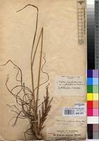 Image result for Digitaria diagonalis