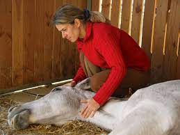 Die kryptopyrrolurie (kpu) ist eine sehr seltene stoffwechselerkrankung, deren verbreitung bei zehn prozent aller tiere vermutet wird. Kryptopyrrolurie Kpu Beim Pferd Keine Krankheit