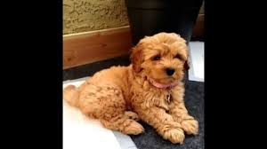 We are more than happy to answer any questions. Apricot Maltipoo Puppies Instead Of Regular Maltipoo Explained