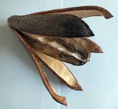 Image result for Entandrophragma caudatum