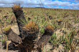 Image result for Bulbostylis