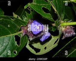 Image result for Neuracanthus