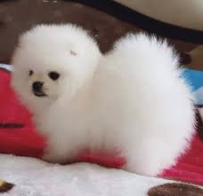 Quickly find the best offers for micro teacup puppies for sale on the star classifieds. Teacup Pomeranian For 100 Dollars Teacup Pomeranian