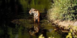 Complete History of Tigers in India ...