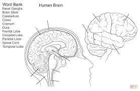 Get free printable coloring pages for kids. Free Brain Coloring Pages Coloring Books Respect