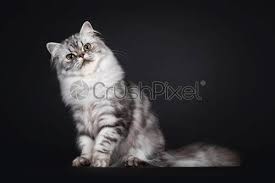 The mission is to advocate, educate, and celebrate men with epic flows. (and also to sell hair ties.). Noir Argent British Longhair Chat Sur Fond Noir Stock Photo Crushpixel