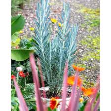 Image result for Senecio propior